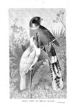 Thumbnail 0003 of Birds of gay plumage
