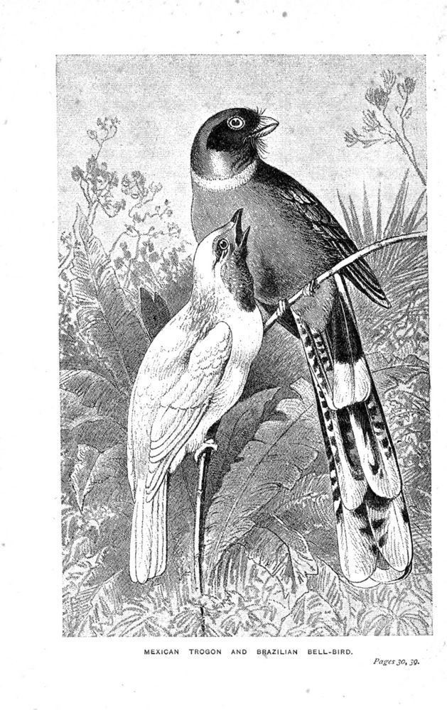 Scan 0003 of Birds of gay plumage