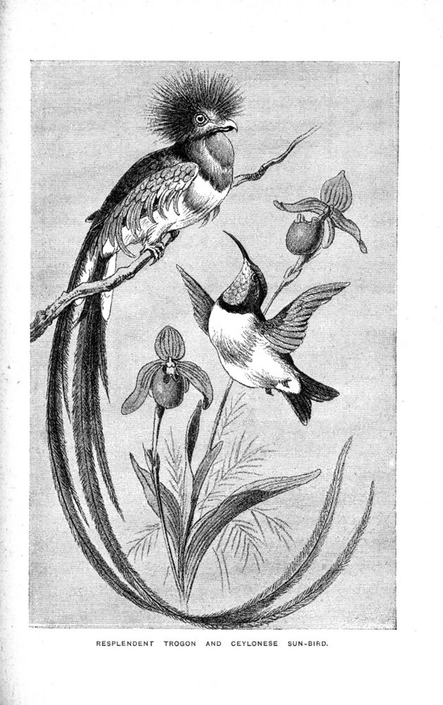 Scan 0037 of Birds of gay plumage