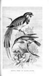 Thumbnail 0045 of Birds of gay plumage