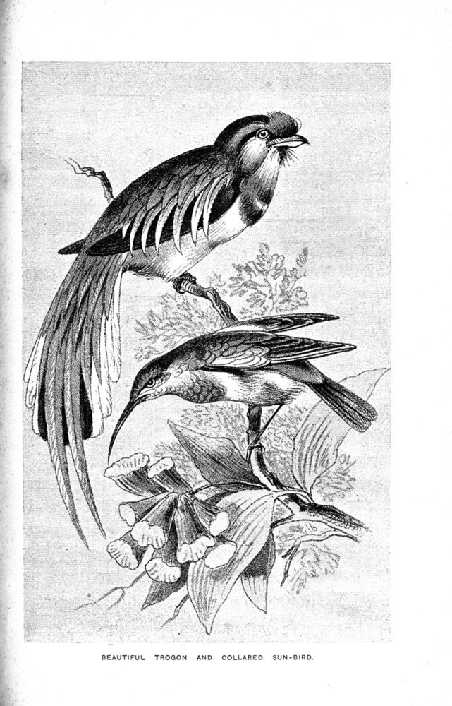 Scan 0045 of Birds of gay plumage