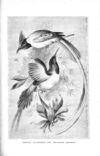 Thumbnail 0053 of Birds of gay plumage