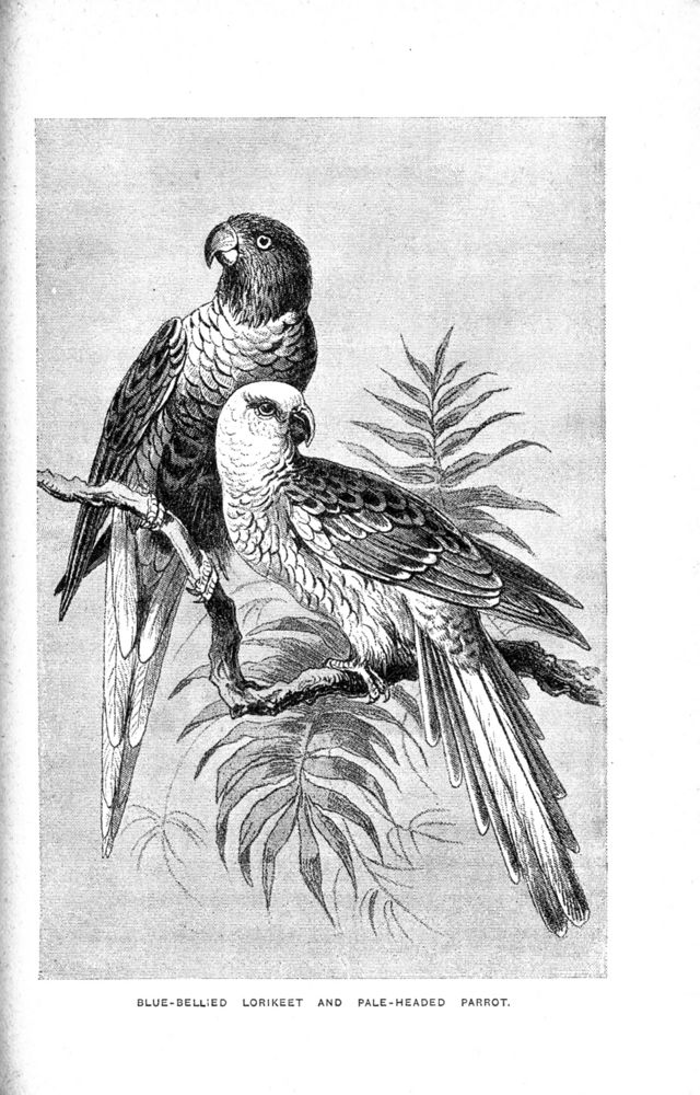 Scan 0061 of Birds of gay plumage