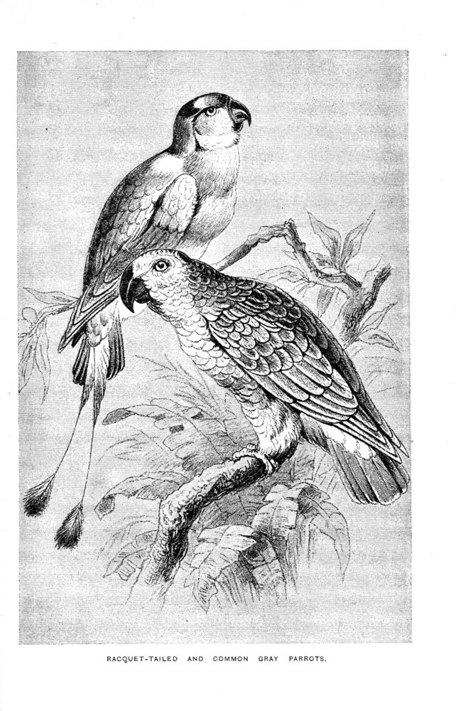 Scan 0067 of Birds of gay plumage