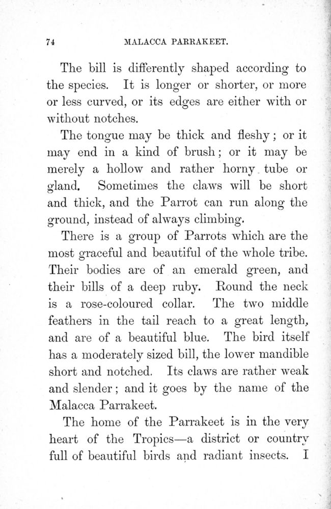 Scan 0076 of Birds of gay plumage