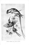 Thumbnail 0077 of Birds of gay plumage