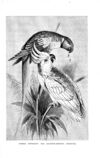 Thumbnail 0083 of Birds of gay plumage