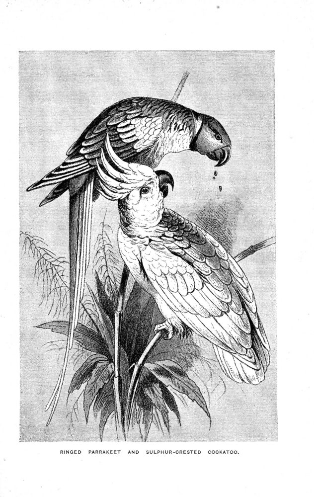 Scan 0083 of Birds of gay plumage