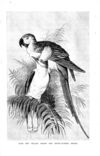 Thumbnail 0087 of Birds of gay plumage