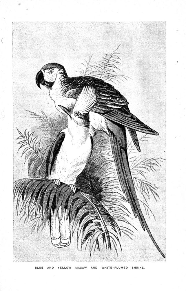 Scan 0087 of Birds of gay plumage