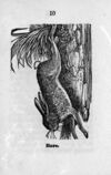 Thumbnail 0012 of Book about animals
