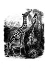 Thumbnail 0025 of Beasts and birds of Africa