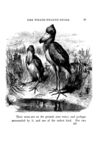 Thumbnail 0061 of Beasts and birds of Africa