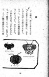 Thumbnail 0084 of 昆虫たちの国