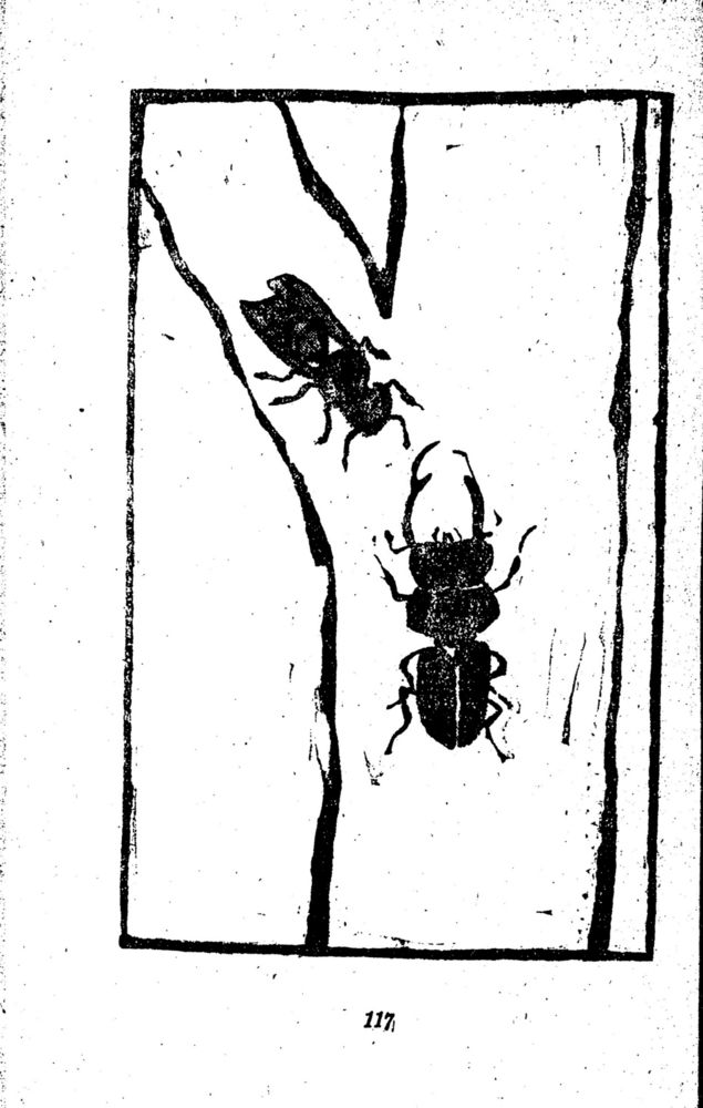 Scan 0123 of 昆虫たちの国