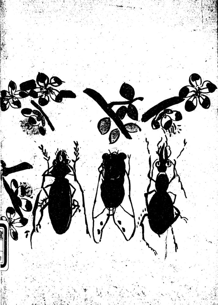 Scan 0142 of 昆虫たちの国