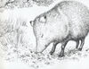 Thumbnail 0011 of The pig that is not a pig = El cerdo que no es cerdo