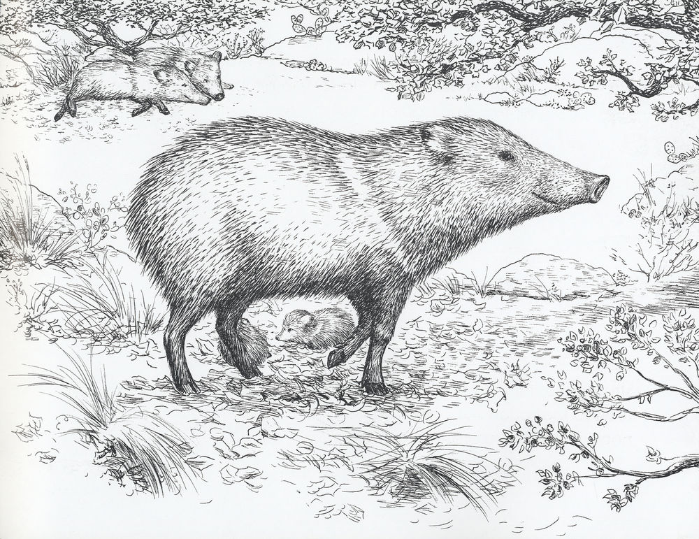 Scan 0015 of The pig that is not a pig = El cerdo que no es cerdo