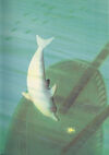 Thumbnail 0007 of Warum der kleine Delphin Purzelbäume schlägt