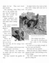 Thumbnail 0081 of Bird tales