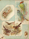 Thumbnail 0102 of Bird tales