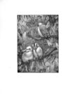 Thumbnail 0010 of Bird tales