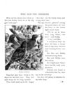 Thumbnail 0031 of Bird tales