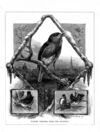 Thumbnail 0006 of Stories and pictures of birds, beasts, fishes, and other creatures