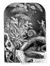 Thumbnail 0022 of Stories and pictures of birds, beasts, fishes, and other creatures