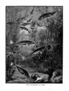 Thumbnail 0026 of Stories and pictures of birds, beasts, fishes, and other creatures