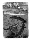 Thumbnail 0034 of Stories and pictures of birds, beasts, fishes, and other creatures