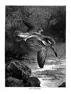 Thumbnail 0070 of Stories and pictures of birds, beasts, fishes, and other creatures