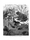 Thumbnail 0082 of Stories and pictures of birds, beasts, fishes, and other creatures